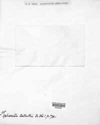 Stigmatea ostruthii image
